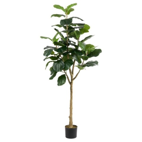 PIANTA FICUS LYRATA H180